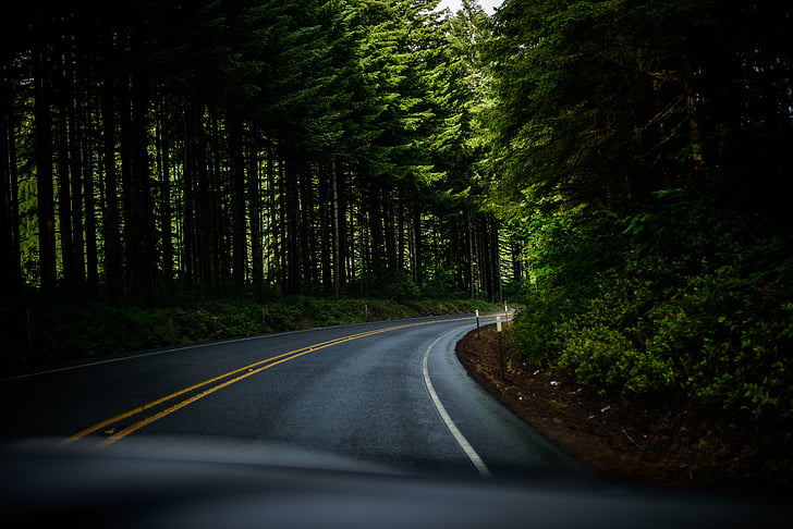 black, asphalt, semi, curved, road, forest, tree