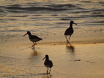 seagulls, birds, mar, beach, bird, ocean, orla