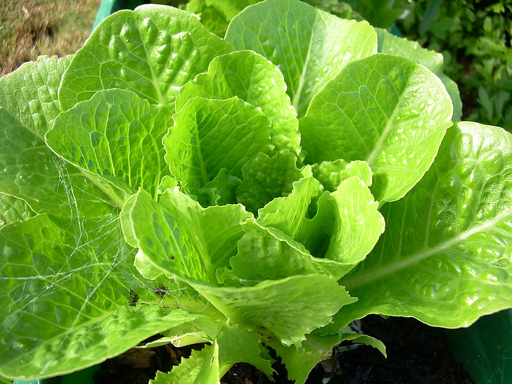 zelena salata, hrana, prirodni, povrća, zdrav, svježe, zelena
