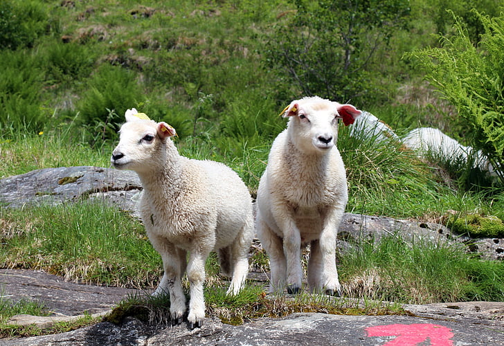 ovelhas, Cordeiro, cordeiros, gangue, Prado, animais, lã