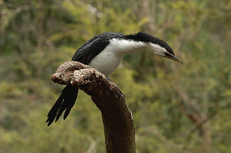 cormorant, con chim, chân tay, gỗ, chi nhánh, Thiên nhiên, bên ngoài