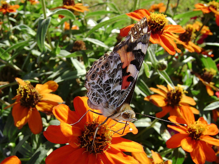 Motyl, owady, pomarańczowy, kwiat, fauna
