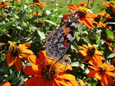 πεταλούδα, έντομα, πορτοκαλί, λουλούδι, πανίδα