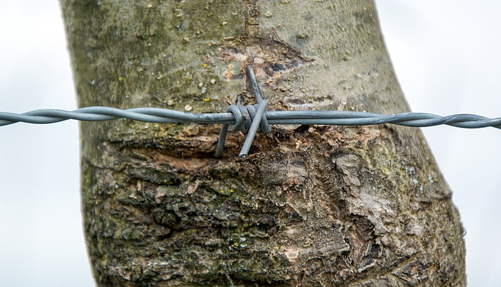barbed wire, wire, rotated, close, wiring, tree, bark