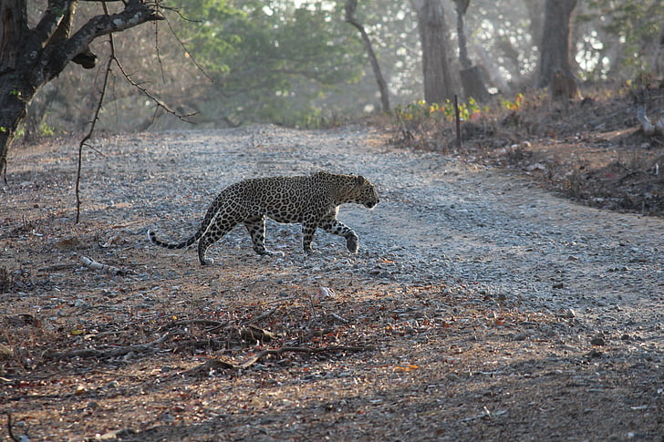 Índia, Leopard, espreita, selva, safári, vida selvagem, natureza