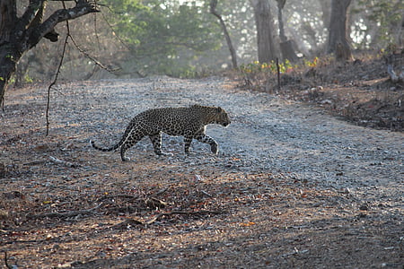Inde, léopard, affût, Jungle, Safari, faune, nature