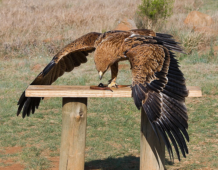 raptor, predator, yellow-billed kite, avian, feeding, bird rehabilitation, wings