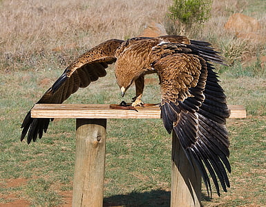 Raptor, rovdyr, gul-fakturert kite, fugleinfluensa, fôring, fuglen rehabilitering, vinger