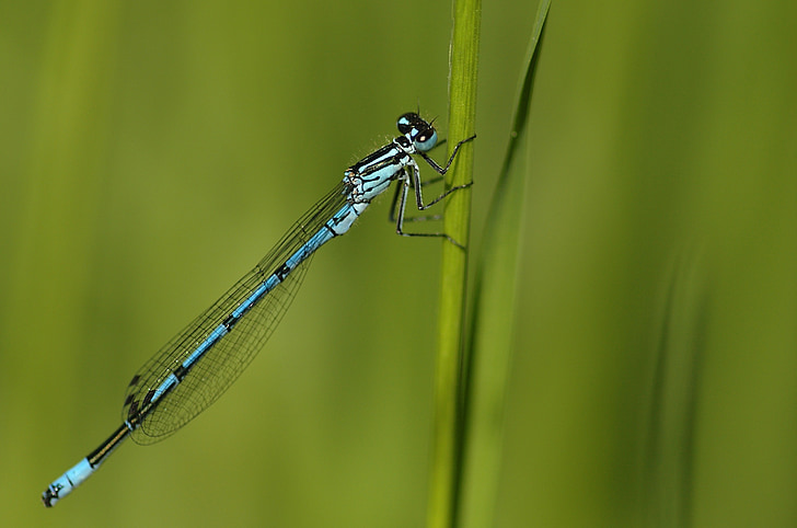 zelena, Dragonfly, insektov, prosto živeče živali, zunanji, počiva, trava
