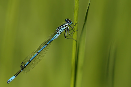 green, dragonfly, insect, wildlife, outdoor, resting, grass