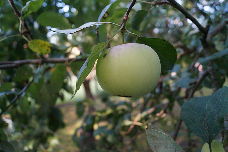 Apple, frutas, Frisch, saudável, delicioso, comer, maçã verde