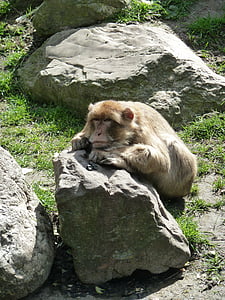 Monkey, kameň, Zoo