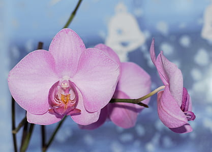 virág, orchidea, szép virág, Bloom