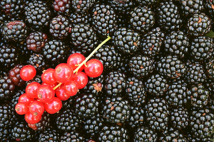 blackberries, currants, background, berries, black, red, food