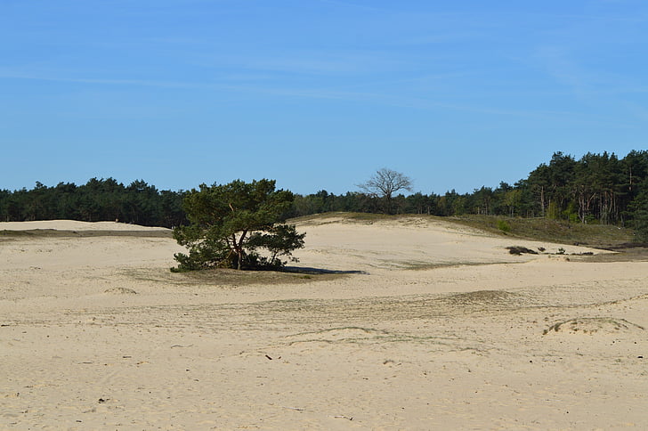 Otterlo, Veluwe, homokdűnék, Hollandia, Hollandia, táj, Landschaft