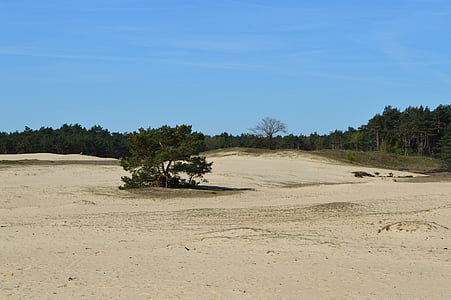 Otterlo, Veluwe, песчаные дюны, Нидерланды, Нидерланды, пейзаж, Ланд