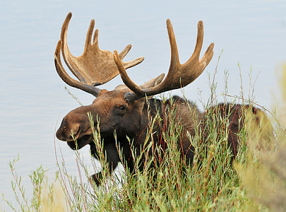 moose, bull, male, wildlife, nature, antlers, outdoors