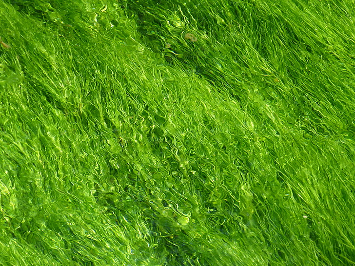 Грийн, фон, текстура, структура, светло зелено, вода, водни растения