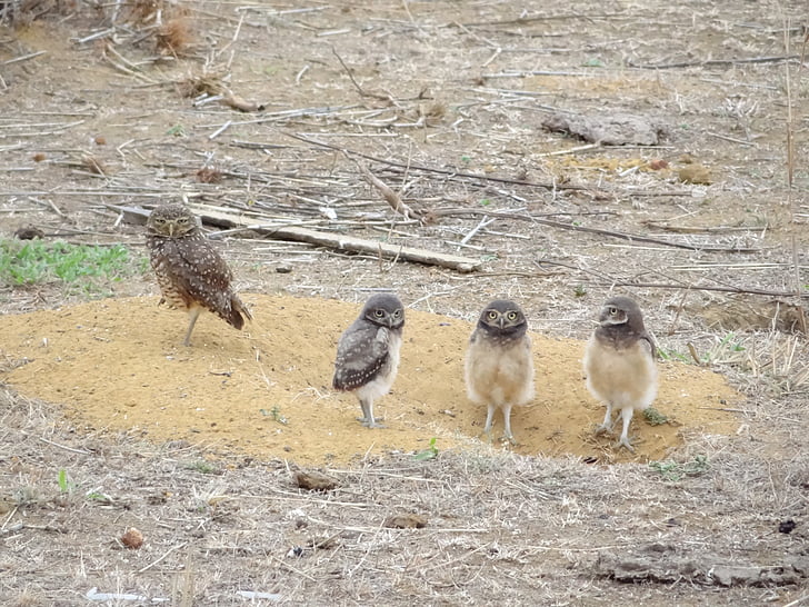 owl, bird chick