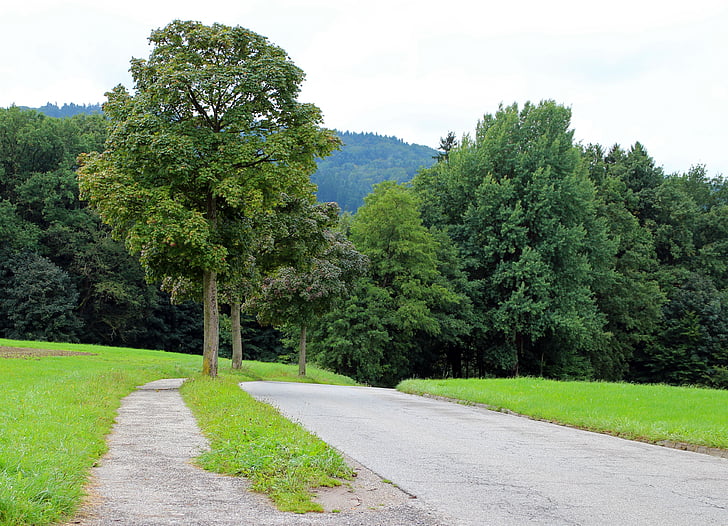 veien, Avenue, trær, unna, asfalt, natur, skog