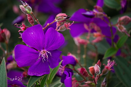 gėlė, Gamta, violetinė, gėlės, sodas, makro, augalai
