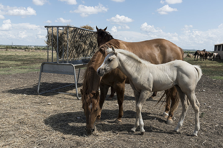 caballos cuarto de milla, Rancho, agricultura, equinos, ecuestre, mamíferos, cabeza