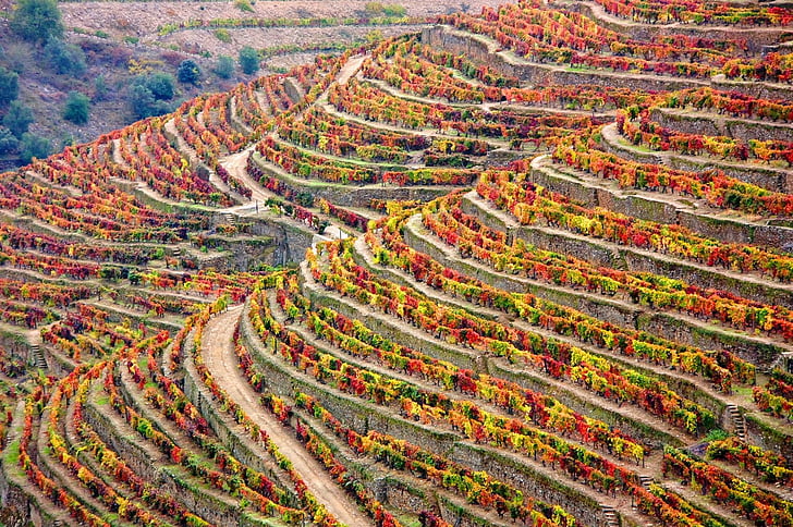 винарска изба, Douro, Португалия, Douro пейзаж, пейзаж, Селско стопанство, природата