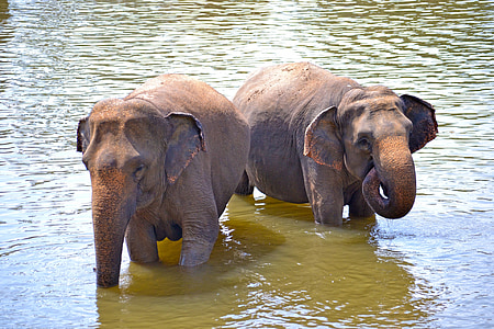 Baby elefanter, elefanter, badkar, sol bad, floden bad, floden, Maha oya floden