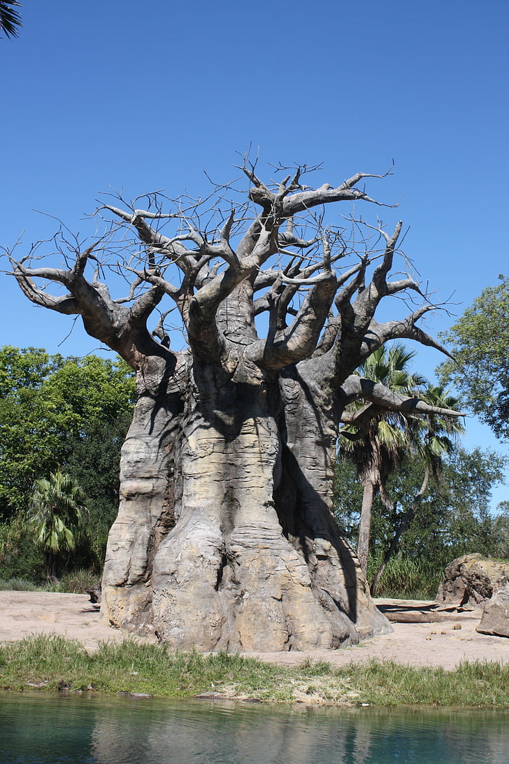 Baobab, koks, debesis, ainava, filiāle, daba, rudens