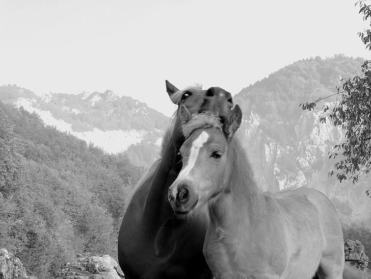 kelembutan, kuda, Ibu, foal, anak, kasih sayang, Cinta