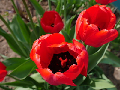 červené tulipány, tulipány, světlé barvy, červené květy, jaro, červená, květiny