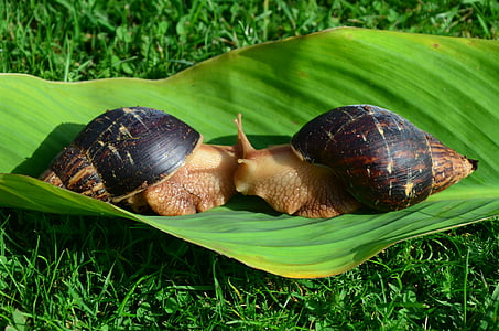snails, sheet, green, love, pairing