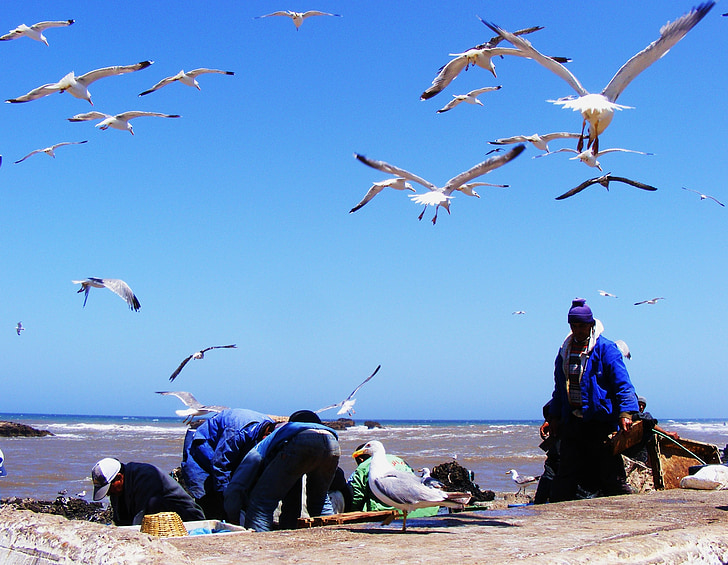 fiske, Marocko, Essaouira, blå, hamnen, traditionella, docka