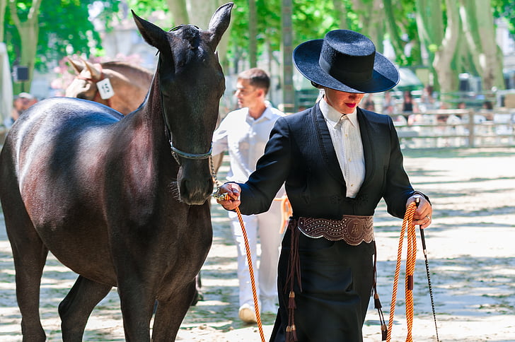 horseback riding, horse, competition, dressage, horses, animals, equestrian