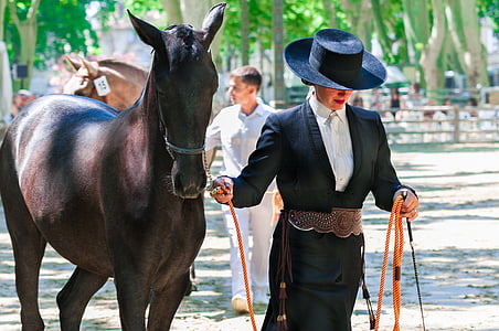 ridning, hest, konkurranse, dressur, hester, dyr, Hestesport