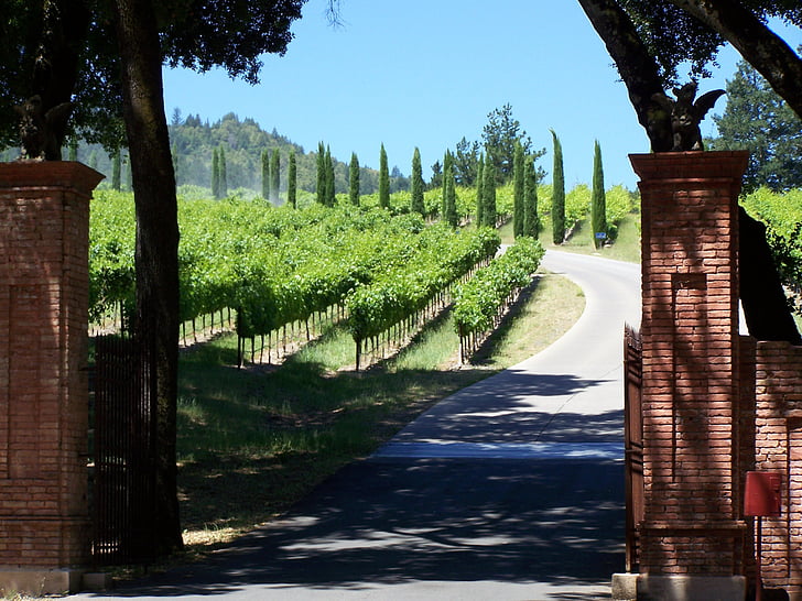 Vinárstvo, Napa valley, Kalifornia, krajina vína, vinohradnícka, vinice, Amerika vína