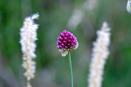 red clover, blossom, bloom, klee, nature, plant, meadow