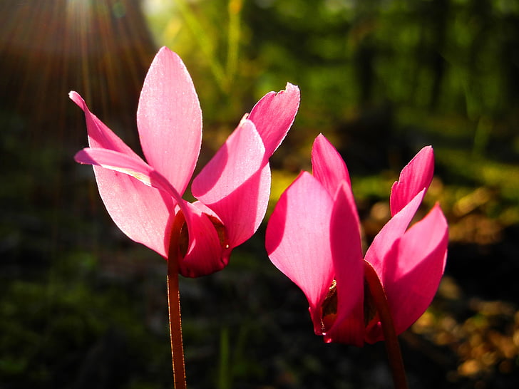 floare, flori mov, orhidee, natura, plante, petale, culoare roz