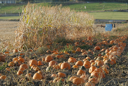 pumpkin patch, pumpkins, growing, agriculture, harvest, fall, autumn