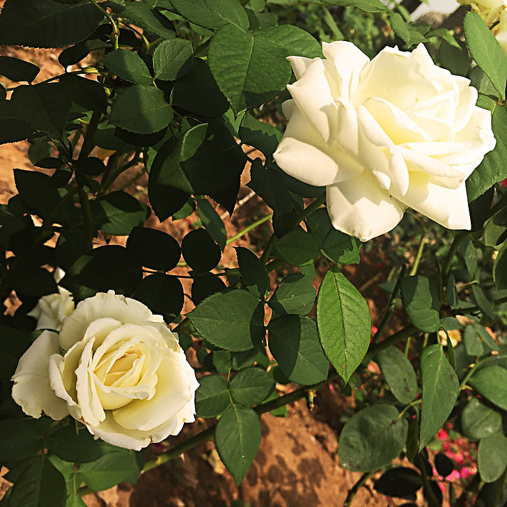 Róża, kwiaty, zielony liść, białe płatki, ogród, Właściwości