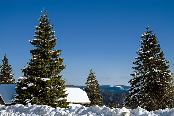 black forest, kandel, mountain, view, panorama, forest, firs
