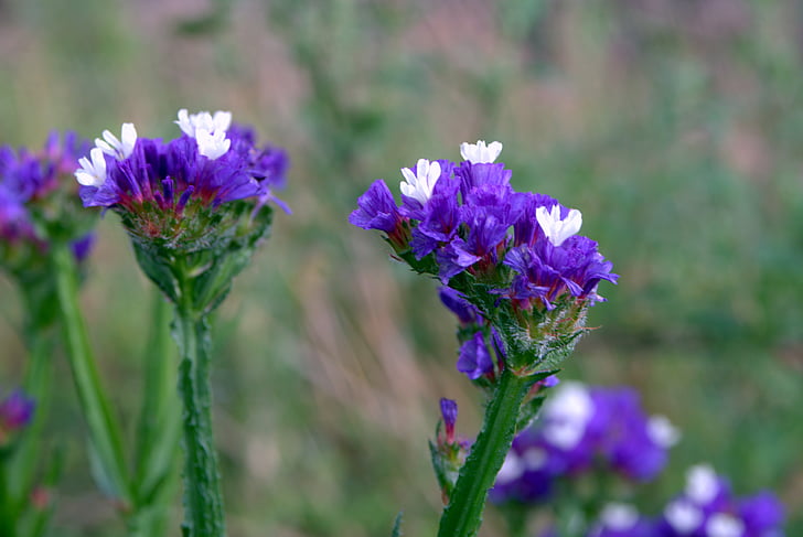 sea ​​lavender, limonium, flowers to drying, dry, flower, plumbaginaceae, perennial