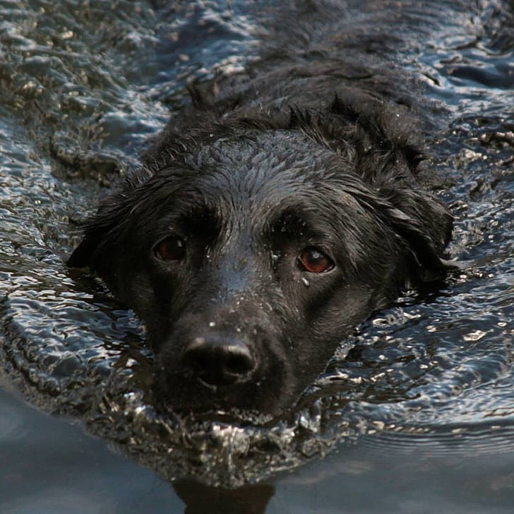 pes, vody, plávanie, Labrador, čierna, mokré, zviera