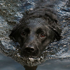 anjing, air, renang, Labrador, hitam, basah, hewan