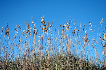 海の麦, 砂丘, ショア, 青い空, 沿岸, 自然, 熱帯