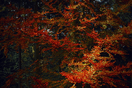 rudens, sezonas, sarkana, oktobris, daba, zaļumi, koks