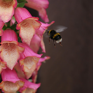 ผึ้ง, ฉวัดเฉวียน, บิน, แมลงภู่, ดอกไม้, ละอองเกสร