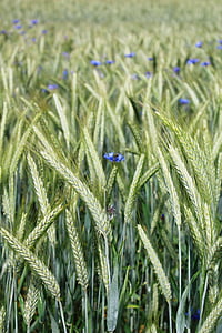 rye, rye field, cereals, grain, food, field, cornfield