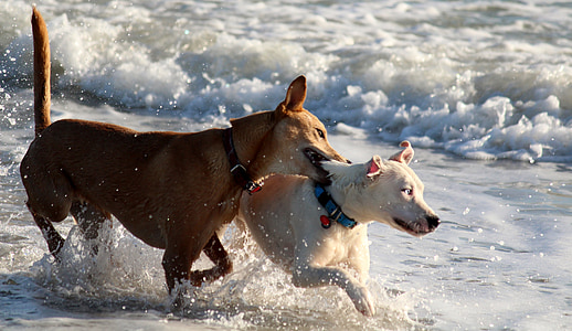gossos, jugar, diversió, joguinejar, Mar, oceà, ona