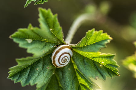 vine leaf, snail, nature green, cochlea, animal, plants, branch